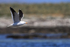 Kelp Gull flying wings up, Carcass Island, Falklands
