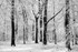 Snowy Beech Trees