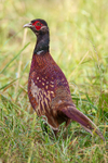 Pheasant portfolio