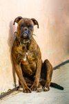 Boxer dog_5197