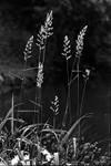 Tall Grasses Photograpth in Black and White