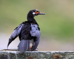 Rock Shag rear view, Carcass Island, Falklands