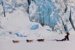 Dog sleding 6040