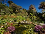 The Abbey Garden, Tresco #4