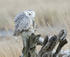 Snowy Owl 2012-2
