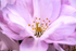 Cherry Blossom - DSC_8373