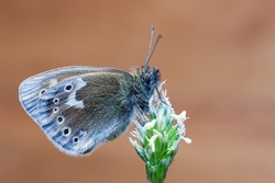Large Heath
