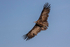 Hooded Vulture
