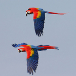 Macaw's
