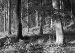 0033 - Spring Beechwood