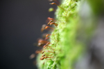 Tree moss FL062