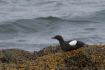 Black Guillemot