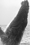 IMG_8324 Mayotte
