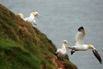 Gannets