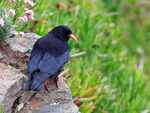 Chough portfolio