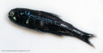 IDD010: Lanternfish