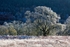 Autumn scene 3