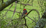 Standing out at Ingapirca, Ecuador