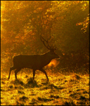 Deer at dawn