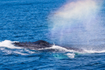 0A3A6428 Blowing a rainbow