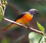 Small Minivet