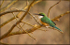 Bee-eater