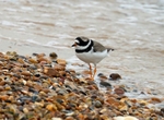Ringed Plover