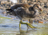 Common Moorhen