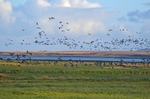 Barnacle Geese