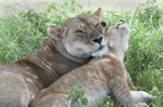 Lion and Cub
