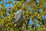 Woodpigeon