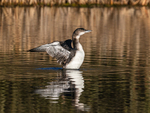 Great Northern Diver