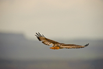 Augur Buzzard Elementaita