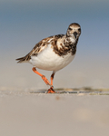 Ruddy Turnstone close front view, Fort De Soto Park, Florida