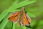 Large Skipper