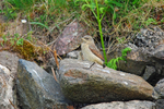 Northern Wheatear fledgling