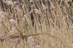 Bittern standing on some bent reeds at Hatch Pond, Poole