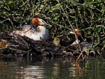 Great Crested Grebe