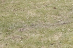 BVHT 140517 N-384