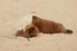 Cattle Egret creeps past sleeping Galapagos Sea Lion, Espanola