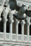 Venice Peace