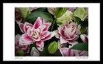 Roselily Samantha