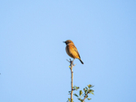 Stonechat