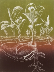 Broad Bean Shoots