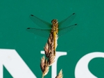 Ruddy Darter