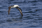 Black-browed Albatross portfolio