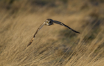 Short eared owl