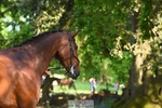 116-MONBEG_DARWIN-Michael_Owen-WEDTrotUp+DR portfolio