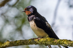 Swallow Portrait
