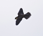 Hobby banking in flight at Otmoor RSPB